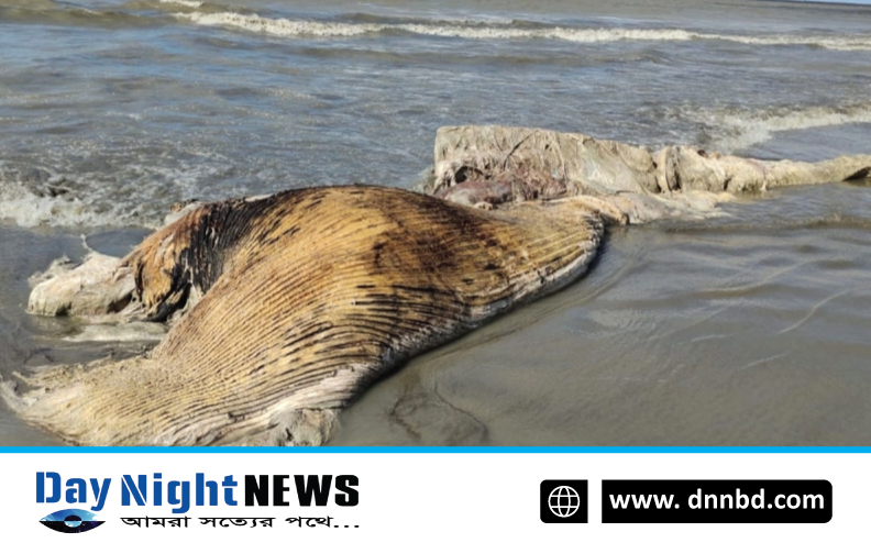 কুয়াকাটা সৈকতে ভেসে এলো অর্ধগলিত ডলফিন